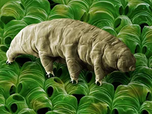 Tardigrade or Water Bear Tardigrade or Water Bear