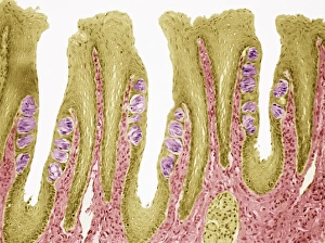 Human Tongue Anatomy Prints: Taste buds, light micrograph