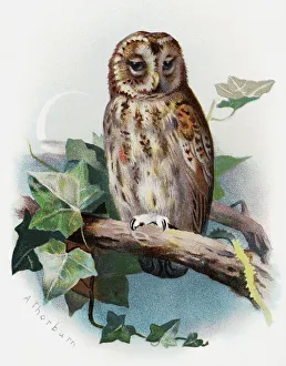 Tawny owl, historical artwork Tawny owl, historical artwork