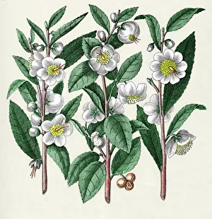 Tea plant Tea plant