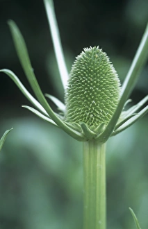 Dipsacus Fullonum Prints: Teasel (Dipsacus fullonum)