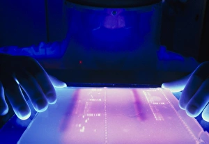 Technician examines results of DNA electrophoresis Technician examines results of DNA electrophoresis