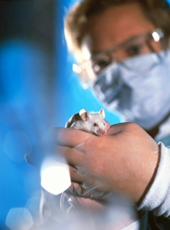 Technician holding laboratory mouse, Mus musculus Technician holding laboratory mouse, Mus musculus