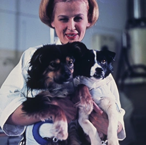 Technician holding two Soviet space dogs Technician holding two Soviet space dogs