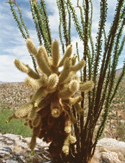 Teddy-bear cholla cactus Teddy-bear cholla cactus