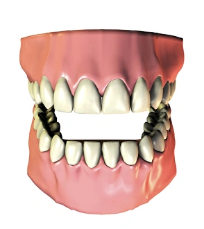 Prints of Teeth and gums. Computer artwork of healthy teeth and gums. Adults have 32 permanent teeth Images Dated 2006 August: 32 Permanent Teeth Print - Computer artwork of healthy teeth and gums