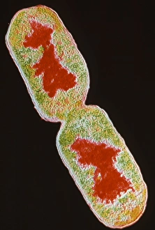 E Coli Bacteria Prints: TEM E. Coli
