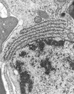 TEM of endoplasmic reticulum in mammalian cell TEM of endoplasmic reticulum in mammalian cell
