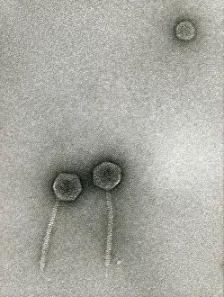 Virology Research Prints: TEM of Lambda bacteriophages