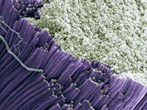 Prints of Tendon, coloured scanning electron micrograph (SEM), showing bundles of collagen fibres. Magnification: x5000 when printed at 10 centimetres wide Images Dated 2008 May: Tendon Print, SEM Image of Collagen Fibre Bundles at x5000 Magnification