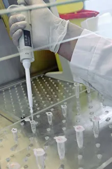 Prints of Testing for viruses. A technician using a pipette to fill small sample vials. These are being used to test animal tissue samples for viruses such as avian influenza (bird flu) and swine fever Images Dated 2011 March: Testing for Viruses Print: Technician with Pipette and Sample Vials