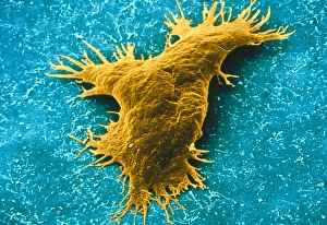 Thalassomyxa australis protozoan Thalassomyxa australis protozoan