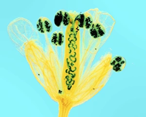 Prints of Thale cress flower. Fluorescence micrograph of a flower from a thale cress (Arabidopsis thaliana) plant, showing the reproductive structures Images Dated 2010 September: Fluorescence Micrograph Print of Thale Cress Flower