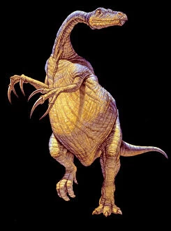 Images Dated 11th December 2002: Therizinosaurus dinosaur