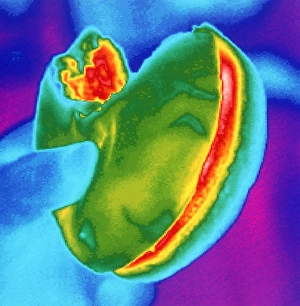 Thermogram of a hand holding a hamburger Thermogram of a hand holding a hamburger