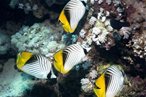 Butterflyfish Species Prints: Threadfin butterflyfish