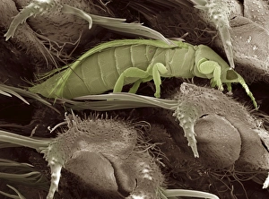 Prints of Thrips. Coloured scanning electron micrograph (SEM) of a thrips, or thunder fly (order Thysanoptera), feeding inside a grass seed head Images Dated 2008 February: SEM Print of a Thrips Feeding Inside a Grass Seed Head