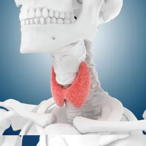 Thyroid anatomy, artwork C013/4675 Thyroid anatomy, artwork C013/4675