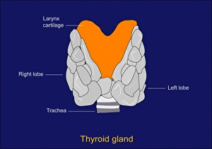 Thyroid Gland Anatomy Prints: Thyroid gland, artwork