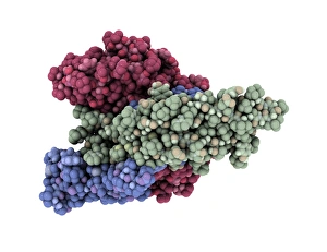 Prints of Thyroid-stimulating hormone molecule. Computer model showing the structure of a molecule of thyroid stimulating hormone (TSH) Images Dated 2009 October: Thyroid-Stimulating Hormone Print