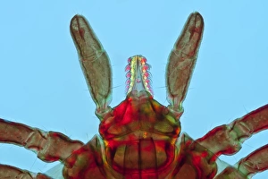 Castor Bean Tick Prints: Tick, light micrograph