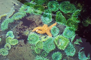 Washington State Wildlife Photos Prints: Tide pool