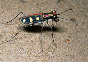 Riverbank Tiger Beetle Print