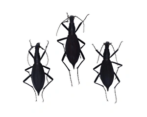 Images Dated 21st December 2012: Tiger Beetle Print (7cm long)