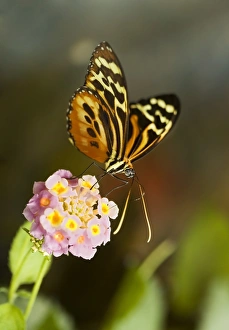 Butterfly Mimicry Examples Prints: Tiger longwing butterfly