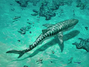 Tropical Sea Creatures Prints: Tiger shark