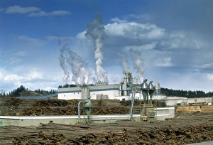 Timber plant Timber plant