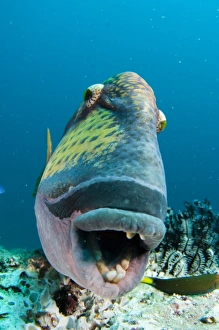 Titan Triggerfish Building Nest Print