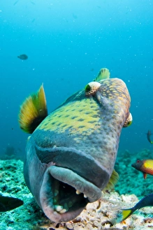 Titan triggerfish building nest, Print