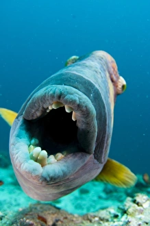 Images Dated 12th March 2013: Titan triggerfish building nest, Print