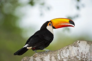 Tropical Bird Photography Prints: Toco toucan in a tree