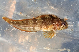 Bony Fish Anatomy Prints: Tompot blenny