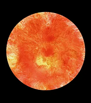 Topographic map of Venusian north polar region Topographic map of Venusian north polar region