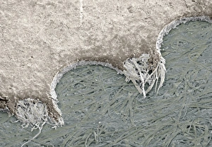 Scanning Electron Micrograph SEM Prints: Torn postage stamp, SEM