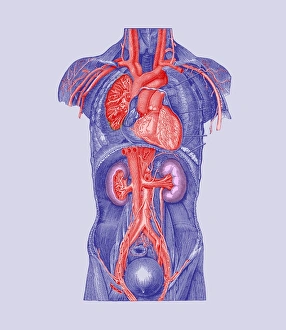 Torso blood vessels Torso blood vessels