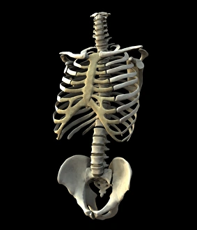 Anatomy Illustration Prints: Torso bones