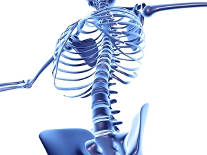 Human Skeleton Prints: Torso bones, computer artwork