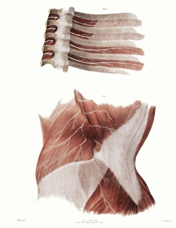 Prints of Torso nerves. Historical anatomical artwork of the nerves (white) of parts of a human torso Images Dated 2005 February: Human Torso Nerve Print