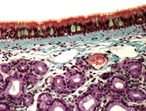 Respiratory System Anatomy Prints: Trachea, light micrograph