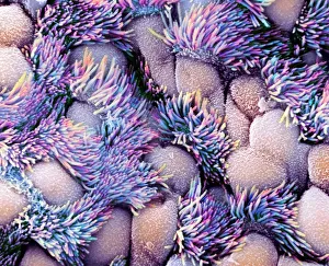 Prints of Trachea lining, coloured scanning electron micrograph (SEM). The tracheal lining contains mucus-secreting goblet cells and epithelial cells bearing hair-like cilia (blue) Images Dated 2009 November: Trachea lining SEM Print