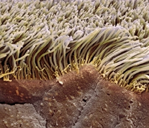 Respiratory Tract Anatomy Prints: Trachea lining, SEM C013 / 7119