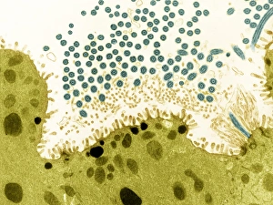 Coloured Transmission Electron Micrograph Prints: Trachea lining, TEM
