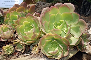 Aeonium Arboreum Prints: Tree aeonium rosettes