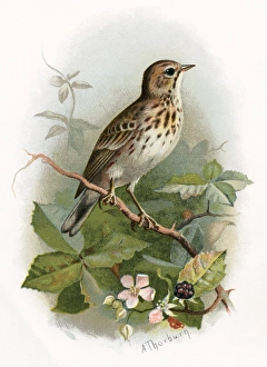 Prints of Tree pipit. Historical artwork of a tree pipit (Anthus trivialis) Images Dated 2004 January: Tree Pipit Print