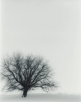 Tree In Snow Prints: Tree in winter