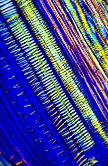 Polarised Light Microscopy Prints: Tree xylem vessels, light micrograph